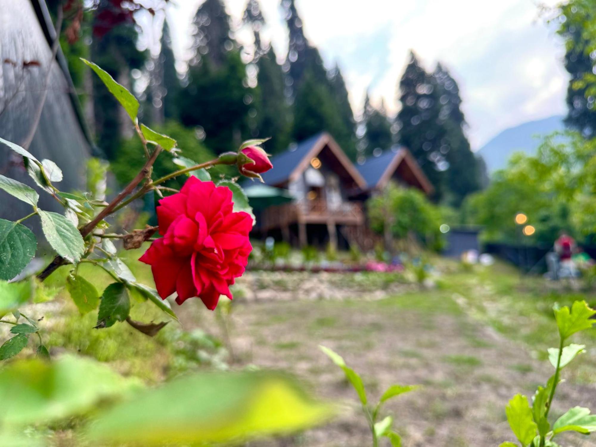 Solomons Gray Villa Tangmarg Dış mekan fotoğraf
